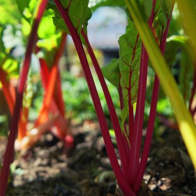 This is the most productive crop Sarah Raven has ever grown – and it looks beautiful in the garden, too