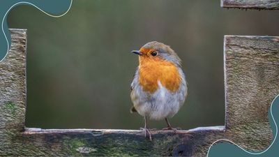 Robins will be flocking to your garden if you do these 5 simple things, according to experts
