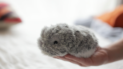 I love robots, but this one is so weird