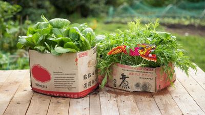 This genius, eco-friendly hack for making your own plastic-free plant pots is so easy – your garden is going to love it