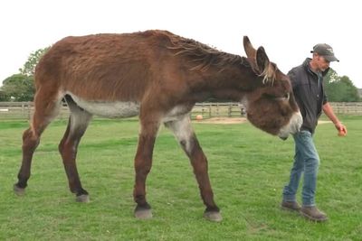Record-breaking donkey stands at an enormous 167cm tall