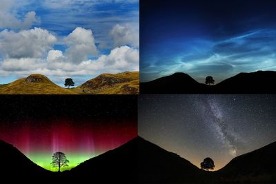 Artists invited to breathe life into Sycamore Gap tree