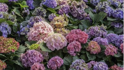 When to prune Endless Summer hydrangeas (and the crucial times to avoid snipping) – for bigger, better, and beautiful blooms