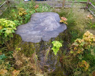 Artists given chance to use wood from felled Sycamore Gap tree