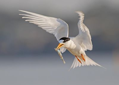 Floating nests and decoys: how fairy terns are being charmed back to Port Phillip Bay