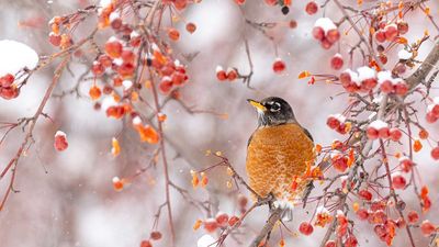 The beautiful American Robin will flock to your yard if you plant this one shrub now