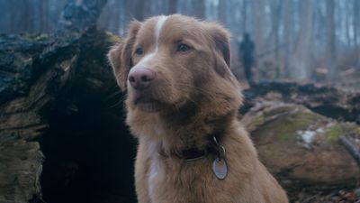 Good Boy Director Reacts To The Horror Movie Going Viral Out Of Fear The Dog Would Die, And Why He's OK Revealing The Answer