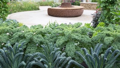 As a kitchen gardener, I grow crops year-round – here are my picks for 7 vegetables to plant in October to liven up your winter and spring meal times