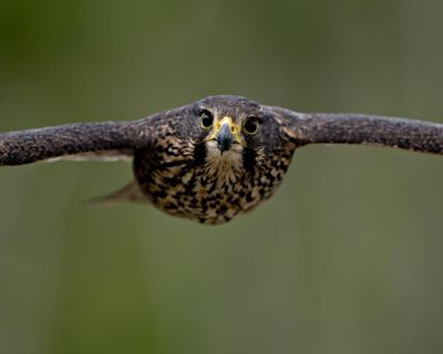 Threatened kārearea falcon wins New Zealand’s 2025 bird of the year