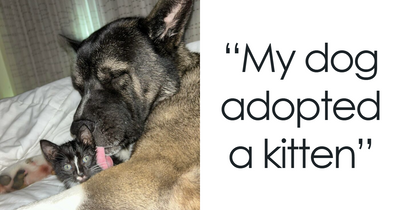 People Couldn’t Contain Their Excitement And Needed To Share 50 Pics Of Their New Adopted Pets (September Edition)