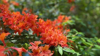 Essential fall care for rhododendrons and azaleas – expert tips to prepare your shrubs for the colder months