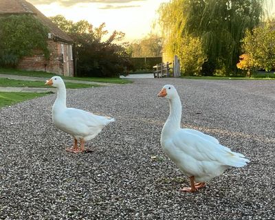 Country diary: The geese are safe from us, but are we safe from the geese?
