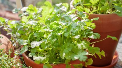 How to grow cilantro from cuttings – 3 simple steps to get a new citrusy herb for free