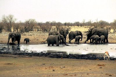 Namibia sends hundreds of soldiers to help battle huge wildfire in Etosha National Park