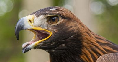 Two golden eagles 'missing' as police find 'suspicious' evidence
