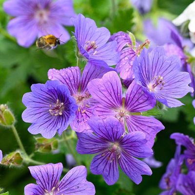 Your geraniums will be a lot healthier next year if you do this one thing – and now’s the perfect time to do it