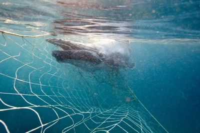 Twelve whales have been tangled in shark nets off Queensland’s coast so far this year. Here’s why