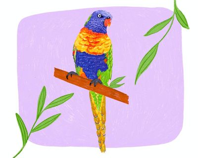 Rainbow lorikeets can be such bruisers, but this pair turns me into a cartoon princess