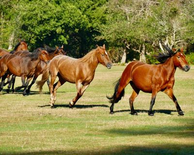 Branding of New Forest ponies is indefensible