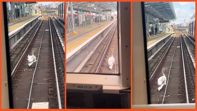 ‘Image explaining this to your boss’: Whole train journey gets held up by pesky swan waddling down the tracks