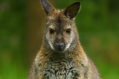 German police get run-around from escaped wallaby