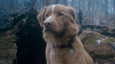 Indy the dog was not hurt in the making of new horror film Good Boy, promises his owner and director: "Indy's never scared, you're scared"