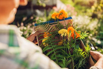 The Shade Garden Strategy That Turns Dead Zones Into Lush Retreats