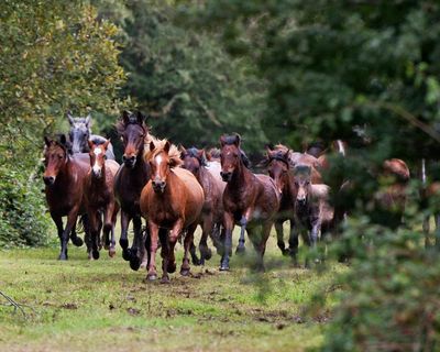 Country diary: The magic and mystery of the New Forest ‘drift’