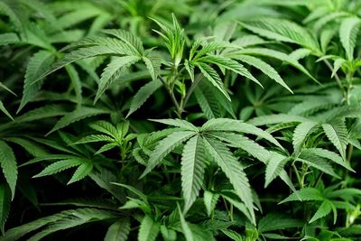 Cannabis stocks soar after Trump shares video promoting drug’s use for seniors