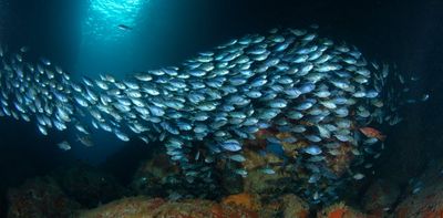 74 countries have now ratified a landmark treaty to protect the high seas. Why hasn’t NZ?