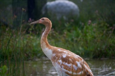 Endangered whooping crane dies of avian flu at Wisconsin wildlife refuge