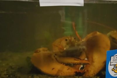 ‘One-in-30 million’ orange lobster returns to sea after ending up in grocery store