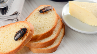 Cockroaches will come to your home if this dirty item in your kitchen isn’t cleaned regularly — and it often gets forgotten