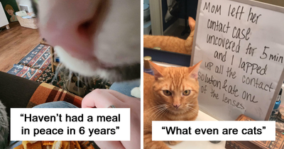 50 Times People Shared The Funny Things Their Pets Got ‘Shamed’ For