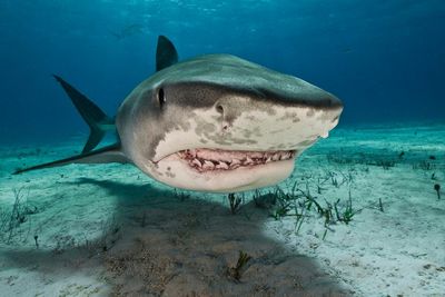 Is there such a thing as a ‘problem shark’? Plan to catch repeat biters divides scientists