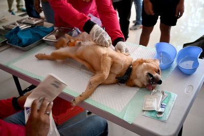 Bali rounds up strays after single rabid dog bites 15 tourists