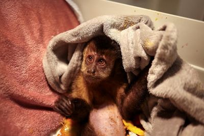 ‘Not even animals escape the extreme barbarity’: wildlife caught in Rio’s rampant gun crime