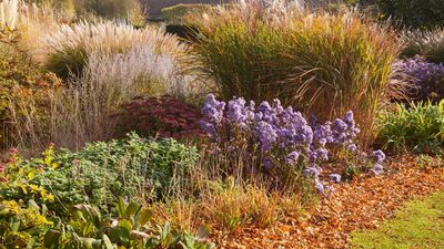 7 fall gardening mistakes that could set your spring yard back – expert advice on avoiding common errors this season