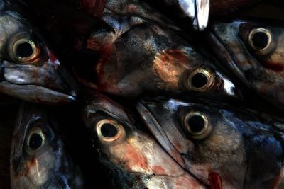 Mackerel fishing should be cut by 70% to prevent stock collapse, scientists say