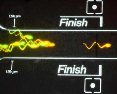 Sperm racing is all the rage among the tech bros. Why am I not surprised?