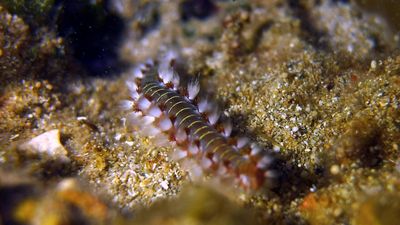 Record marine heatwave drives surge of invasive species in Mediterranean