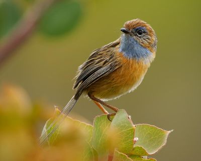 ‘So tiny and so vulnerable’: what chance will one of Australia’s smallest birds have against a rocket launchpad?