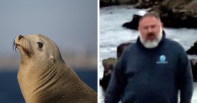 $20K Reward Offered After Man Was Spotted Committing Horrific Act On A Sea Lion In California