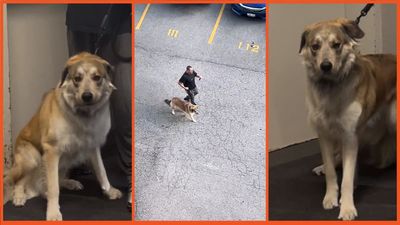 ‘This was so dangerous to do’: Woman witnesses man beating dog and charges downstairs to confront him face to face