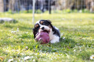 8 Dog Breeds That Will Keep You Broke