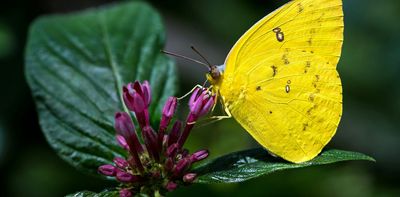 From frog saunas to butterfly puddles: 8 ways to turn your homes into a wildlife refuge