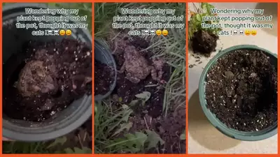 ‘Poor frog is now homeless’: Woman wonders why plant keeps popping out of pot only to find a froggy surprise under the soil