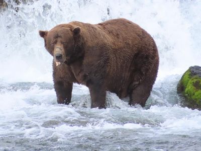 ‘Dominant on the river’: 32 Chunk crowned champion in ‘biggest Fat Bear Week yet’