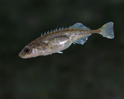 Nine-spine sticklebacks: Britain’s tiny but mighty freshwater fish