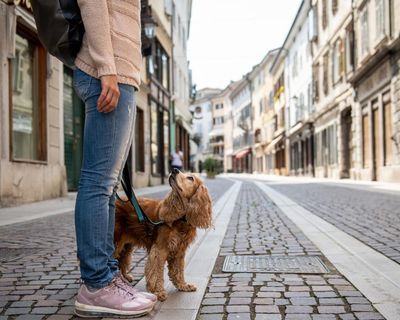 Why I have had it with entitled dog owners